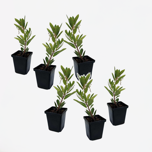 Florastore Erdbeerpflanzen - 6 Stk - Arbutus 'Unedo' - Höhe 25-40Cm - ⌀9Cm