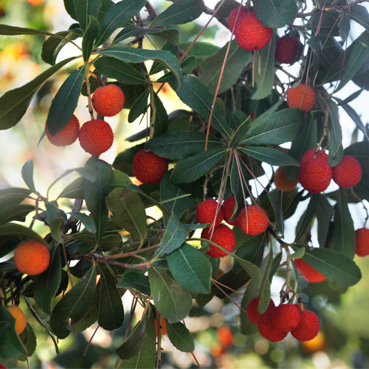 Florastore Erdbeerpflanzen - 6 Stk - Arbutus 'Unedo' - Höhe 25-40Cm - ⌀9Cm