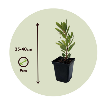 Florastore Erdbeerpflanzen - 6 Stk - Arbutus 'Unedo' - Höhe 25-40Cm - ⌀9Cm