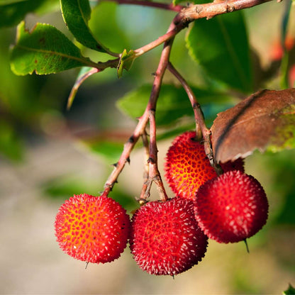Florastore Erdbeerpflanzen - 6 Stk - Arbutus 'Unedo' - Höhe 25-40Cm - ⌀9Cm