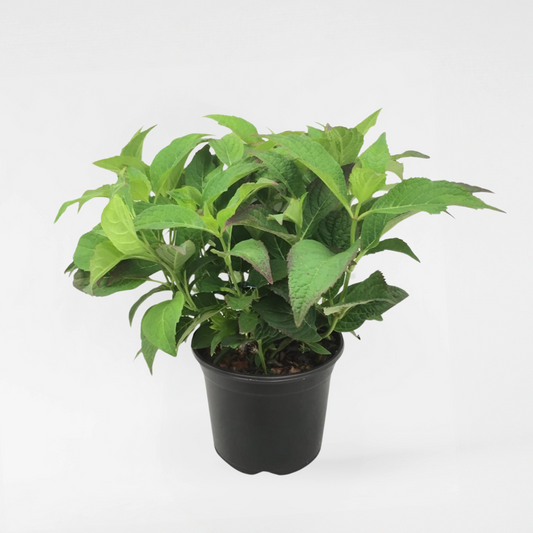 Florastore Hortensie - Hydrangea Serrata 'Summerglow' - Höhe 25-40Cm - ⌀19Cm
