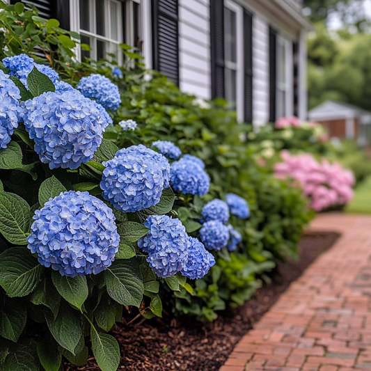 Florastore Hortensie - Hydrangea Serrata 'Summerglow' - Höhe 25-40Cm - ⌀19Cm