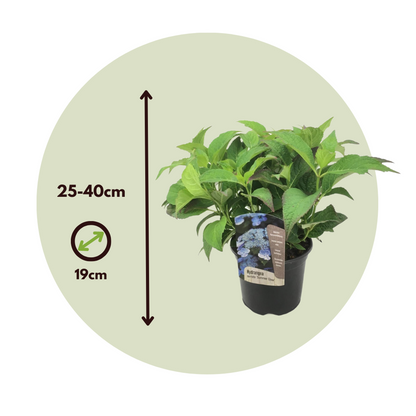 Florastore Hortensie - Hydrangea Serrata 'Summerglow' - Höhe 25-40Cm - ⌀19Cm