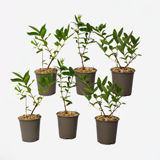 Florastore Geißblatt - 6 Stk - Lonicera Kamtchatica - Höhe 25-40Cm - ⌀9Cm
