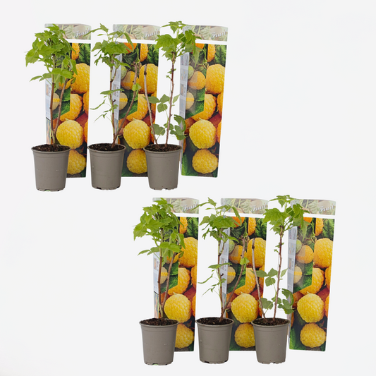 Florastore Himbeerpflanzen - 6 Stk - Rubus Idaeus 'Fallgold' - Höhe 25-40Cm - ⌀9Cm