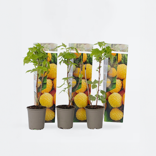 Florastore Himbeerpflanzen - 3 Stk - Rubus Idaeus 'Fallgold' - Höhe 25-40Cm - ⌀9Cm