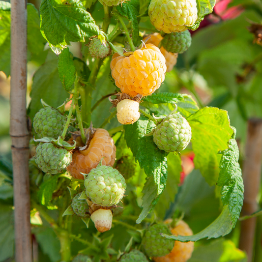 Florastore Himbeerpflanzen - 3 Stk - Rubus Idaeus 'Fallgold' - Höhe 25-40Cm - ⌀9Cm