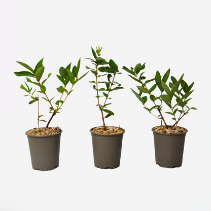 Florastore Geißblatt - 3 Stk - Lonicera Kamtchatica - Höhe 25-40Cm - ⌀9Cm