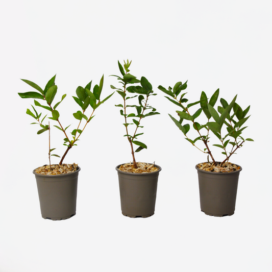 Florastore Geißblatt - 3 Stk - Lonicera Kamtchatica - Höhe 25-40Cm - ⌀9Cm