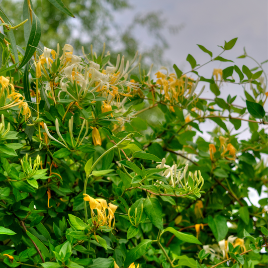 Florastore Geißblatt - 3 Stk - Lonicera Kamtchatica - Höhe 25-40Cm - ⌀9Cm