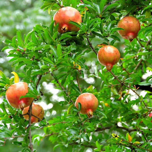 Florastore Granatapfelbaum - 3 Stk - Punica Granatum - Höhe 25-40Cm - ⌀9Cm