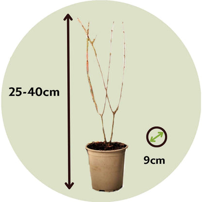 Florastore Granatapfelbaum - 3 Stk - Punica Granatum - Höhe 25-40Cm - ⌀9Cm