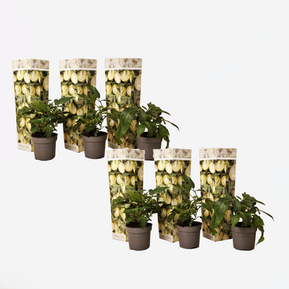 Florastore Melonenbirne - 6 Stk - Solanum Muricatum 'Pepino Gold' - Höhe 25-40Cm - ⌀9Cm
