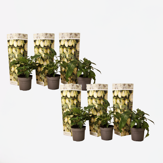 Florastore Melonenbirne - 6 Stk - Solanum Muricatum 'Pepino Gold' - Höhe 25-40Cm - ⌀9Cm