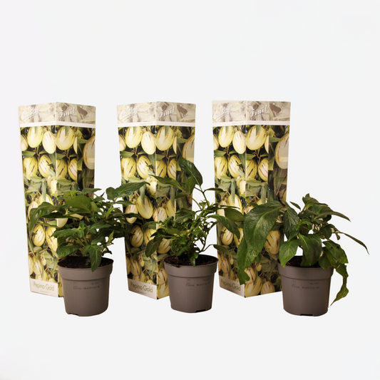 Florastore Melonenbirne - 3 Stk - Solanum Muricatum 'Pepino Gold' - Höhe 25-40Cm - ⌀9Cm