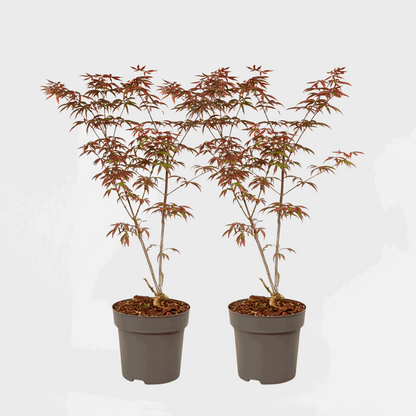 Florastore Japanischer Ahorn - 2 Stk - Acer Palmatum 'Starfish' - Höhe 60-70Cm - ⌀19Cm
