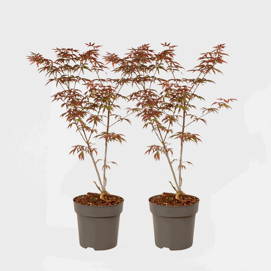 Florastore Japanischer Ahorn - 2 Stk - Acer Palmatum 'Starfish' - Höhe 60-70Cm - ⌀19Cm