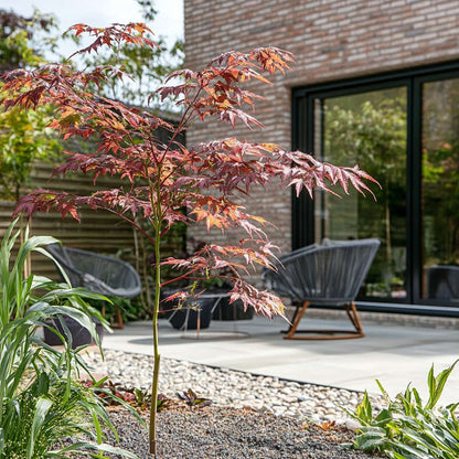 Florastore Japanischer Ahorn - 2 Stk - Acer Palmatum 'Starfish' - Höhe 60-70Cm - ⌀19Cm