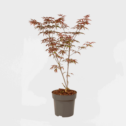 Florastore Japanischer Ahorn - Acer Palmatum 'Starfish' - Höhe 60-70Cm - ⌀19Cm