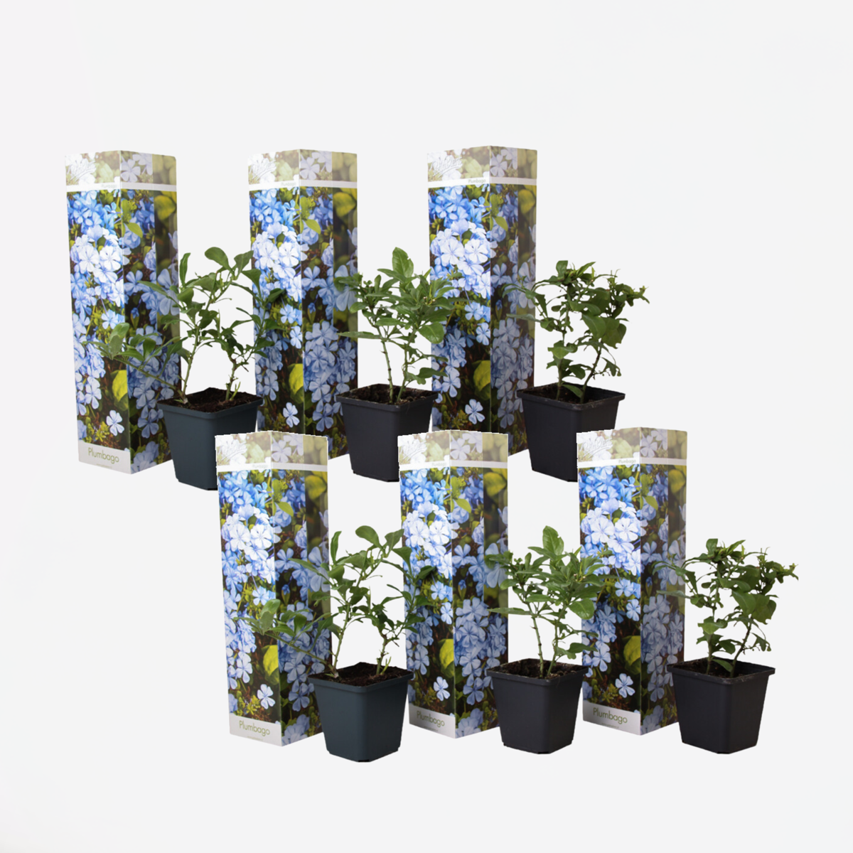 Florastore Blauer Bleiwurz - 6 Stk - Plumbago Auriculata - Höhe 25-40Cm - ⌀9Cm