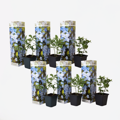 Florastore Blauer Bleiwurz - 6 Stk - Plumbago Auriculata - Höhe 25-40Cm - ⌀9Cm