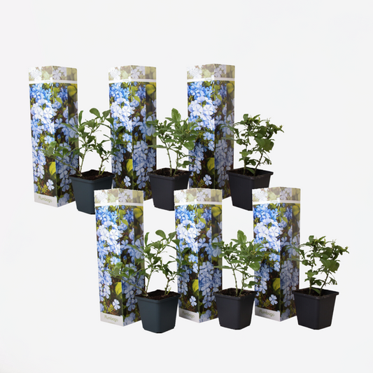 Florastore Blauer Bleiwurz - 6 Stk - Plumbago Auriculata - Höhe 25-40Cm - ⌀9Cm