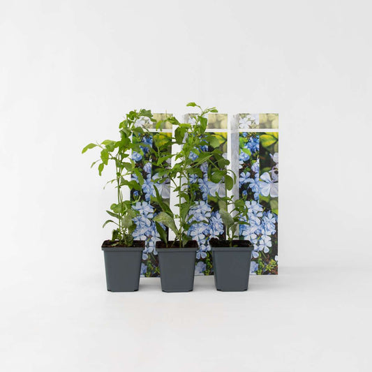 Florastore Bleiwurz - 3 Stk - Plumbago Auriculata - Höhe 25-40Cm - ⌀9Cm