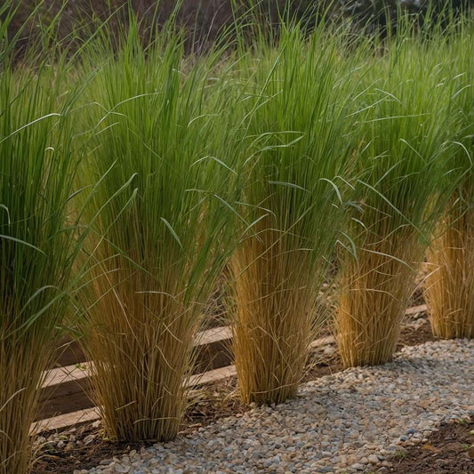 Florastore Fingergras - Panicum Virgatum 'Northwind' - Höhe 40-60Cm - ⌀23Cm