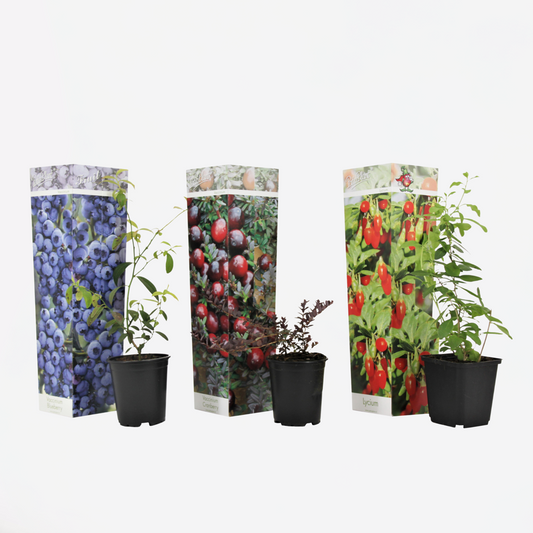 Florastore Mischung Obstbüsche - 3 Stk - Actinidia, Vaccinium - Höhe 25-40Cm - ⌀9Cm