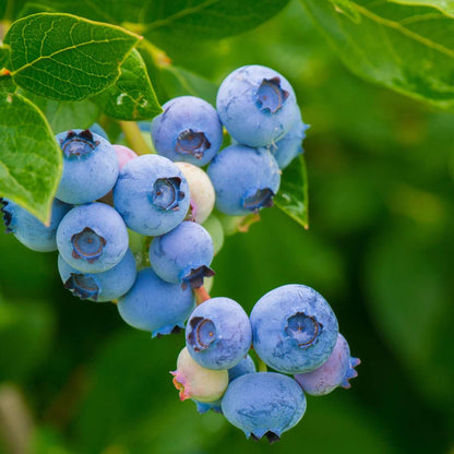 Florastore Mischung Obstbüsche - 3 Stk - Actinidia, Vaccinium - Höhe 25-40Cm - ⌀9Cm