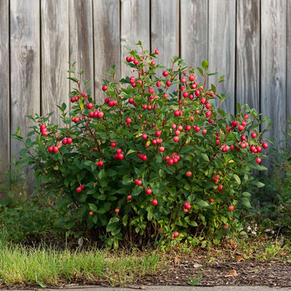 Florastore Mischung Obstbüsche - 3 Stk - Actinidia, Vaccinium - Höhe 25-40Cm - ⌀9Cm