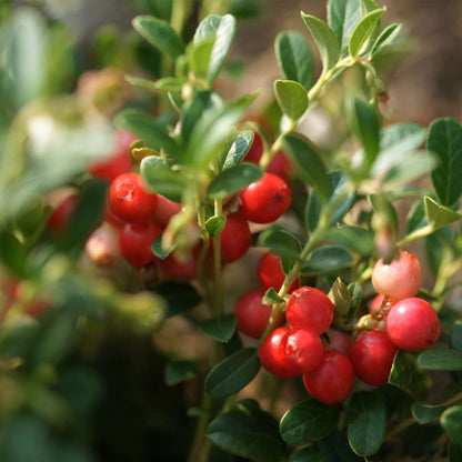 Florastore Mischung Obstbüsche - 3 Stk - Actinidia, Vaccinium - Höhe 25-40Cm - ⌀9Cm