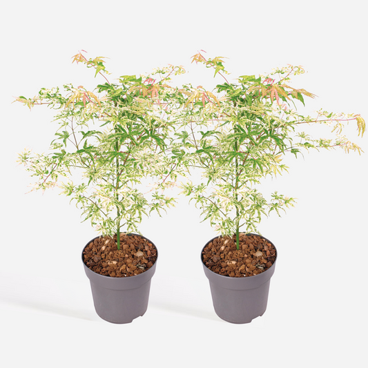 Florastore Japanischer Ahorn - 2 Stk - Acer Palmatum 'Ukigumo' - Höhe 50-60Cm - ⌀19Cm