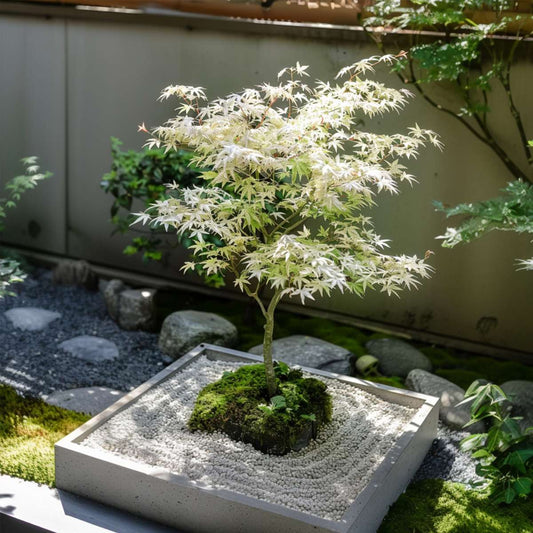 Florastore Japanischer Ahorn - 2 Stk - Acer Palmatum 'Ukigumo' - Höhe 50-60Cm - ⌀19Cm