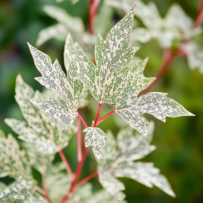 Florastore Japanischer Ahorn - 2 Stk - Acer Palmatum 'Ukigumo' - Höhe 50-60Cm - ⌀19Cm