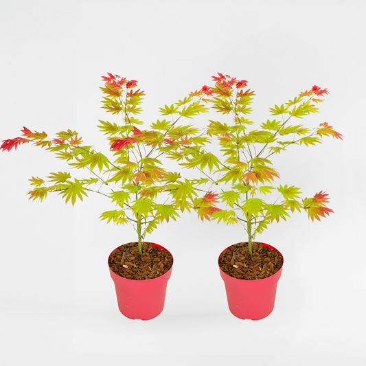 Florastore Japanischer Ahorn - 2 Stk - Acer Palmatum 'Moonrise' - Höhe 40-50Cm - ⌀19Cm