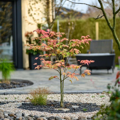 Florastore Japanischer Ahorn - 2 Stk - Acer Palmatum 'Moonrise' - Höhe 40-50Cm - ⌀19Cm
