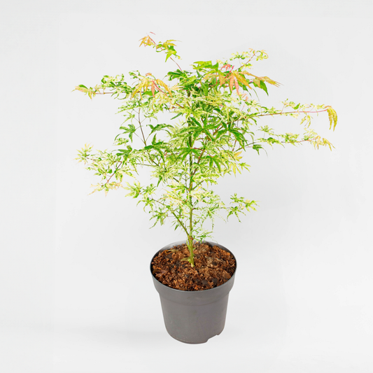 Florastore Japanischer Ahorn - Acer Palmatum 'Ukigumo' - Höhe 50-60Cm - ⌀19Cm