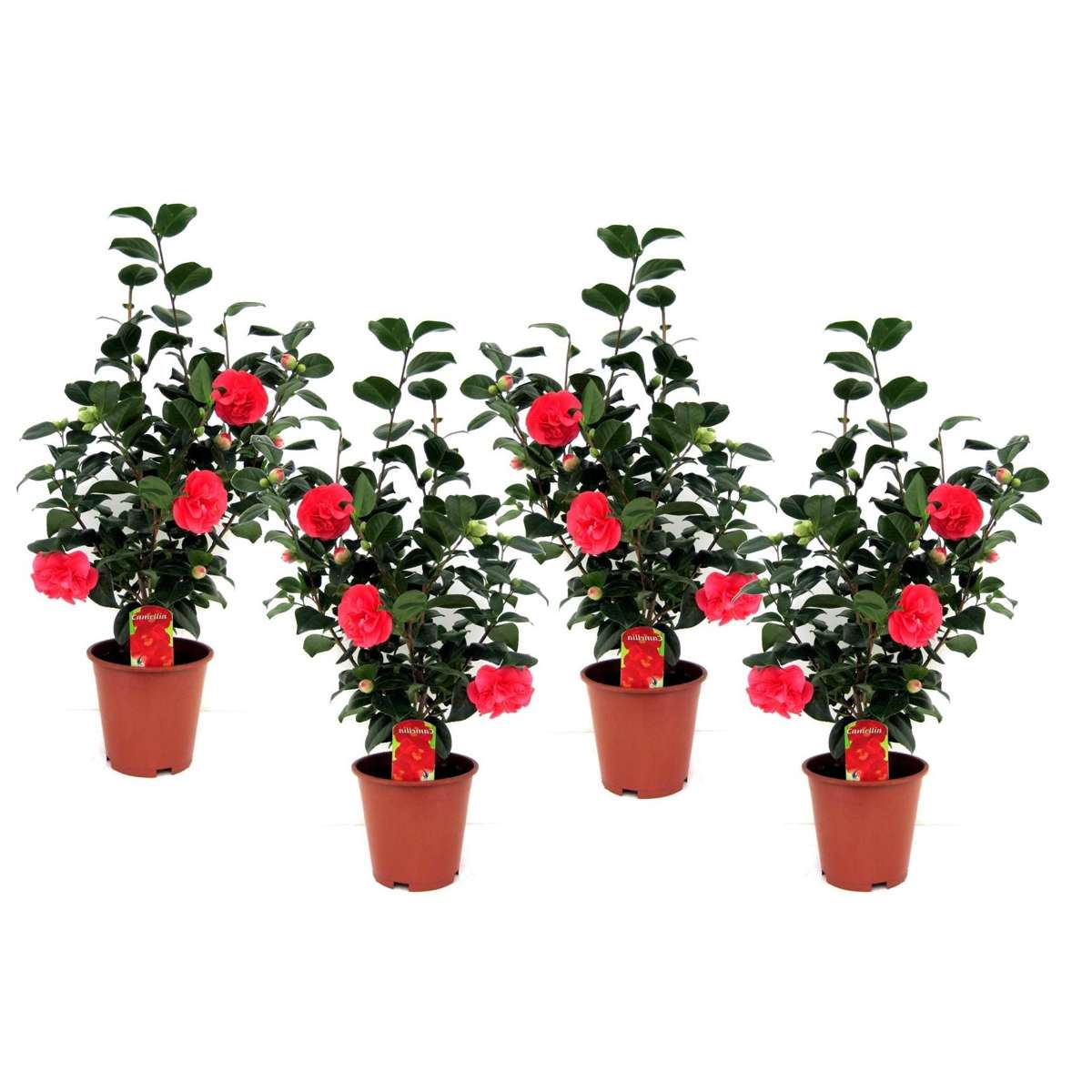 Florastore Japanische Rose - 4 Stk - Camellia Japonica Lady Campbell - Höhe 60-70Cm - ⌀19Cm
