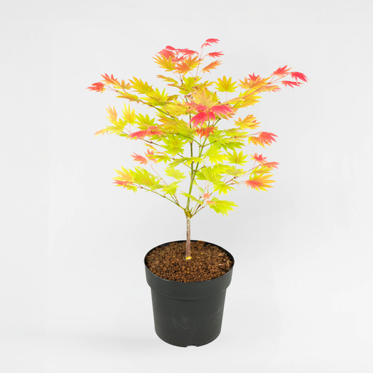 Florastore Japanischer Ahorn - Acer Palmatum 'Moonrise' - Höhe 40-50Cm - ⌀19Cm