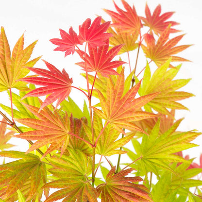 Florastore Japanischer Ahorn - Acer Palmatum 'Moonrise' - Höhe 40-50Cm - ⌀19Cm