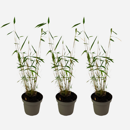 Florastore Bambus - 3 Stk - Fargesia Papyrifera 'Blue Dragon' - Höhe 30-40Cm - ⌀13Cm