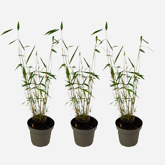 Florastore Bambus - 3 Stk - Fargesia Papyrifera 'Blue Dragon' - Höhe 30-40Cm - ⌀13Cm