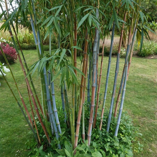 Florastore Bambus - 3 Stk - Fargesia Papyrifera 'Blue Dragon' - Höhe 30-40Cm - ⌀13Cm