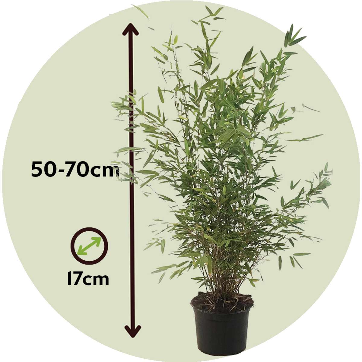 Florastore Bambus - 6 Stk - Fargesia Nitida 'Gansu' - Höhe 50-70Cm - ⌀17Cm