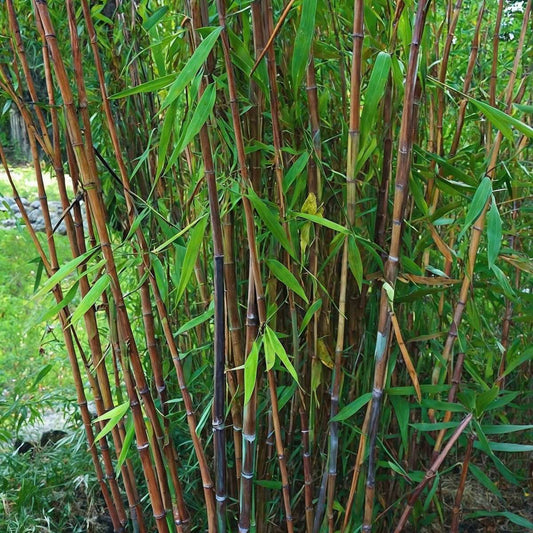 Florastore Bambus - 4 Stk - Fargesia Nitida 'Gansu' - Höhe 50-70Cm - ⌀17Cm