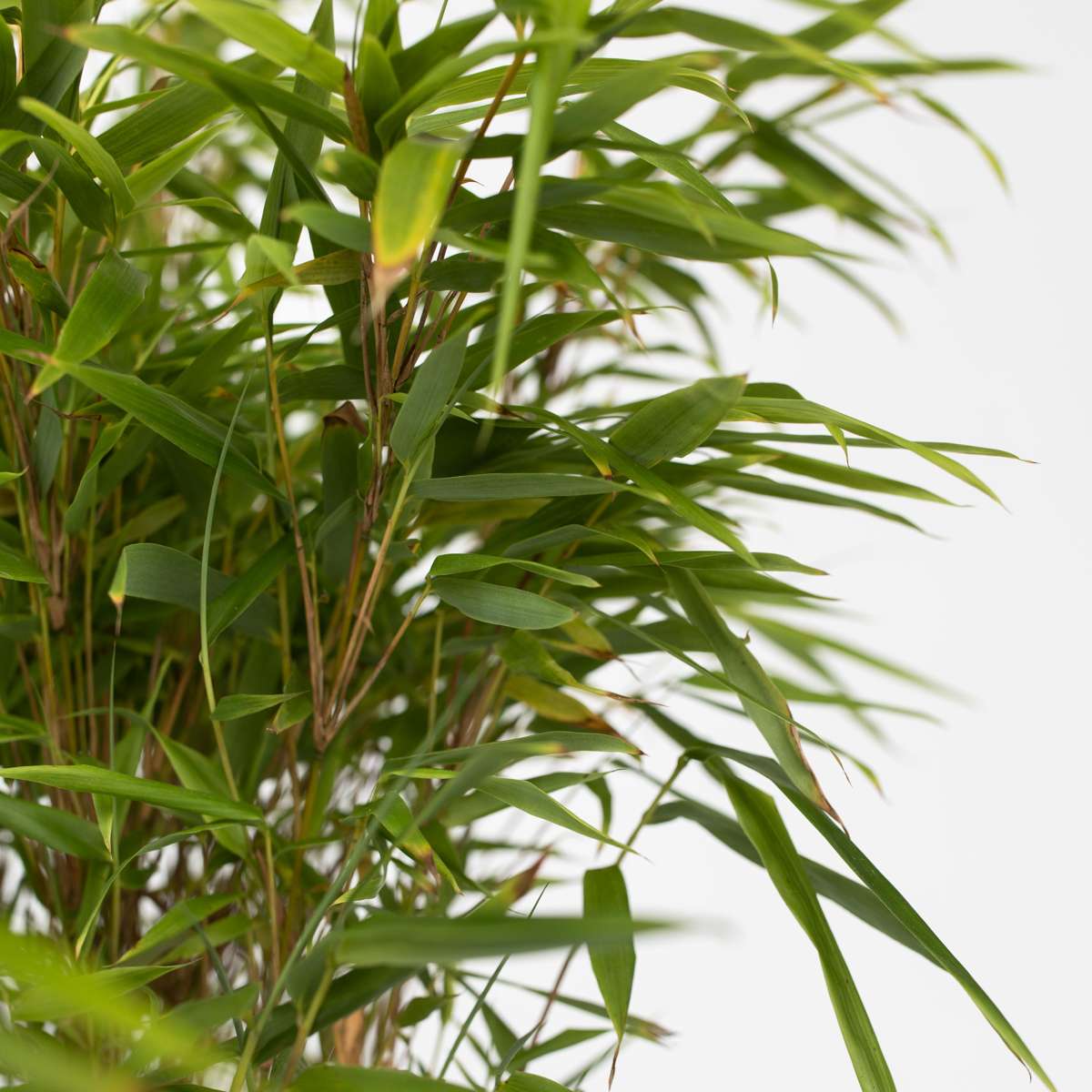 Florastore Bambus - 4 Stk - Fargesia Nitida 'Gansu' - Höhe 50-70Cm - ⌀17Cm