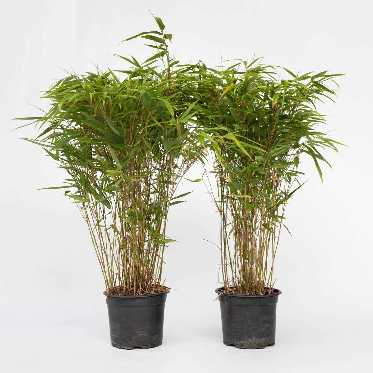 Florastore Bambus - 4 Stk - Fargesia Nitida 'Gansu' - Höhe 50-70Cm - ⌀17Cm