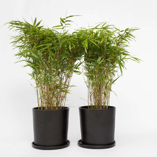 Florastore Bambus - 2 Stk - Fargesia Nitida 'Gansu' - Höhe 50-70Cm - ⌀17Cm