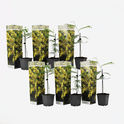 Florastore Mimosenstrauch - 6 Stk - Mimosa Dealbata - Höhe 25-40Cm - ⌀9Cm